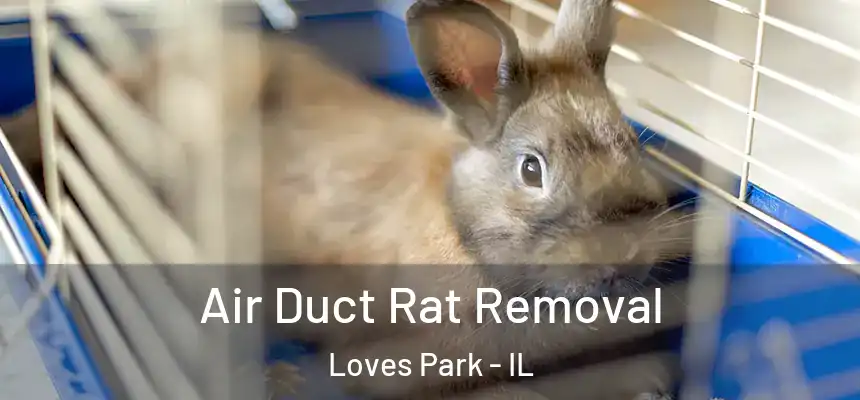 Air Duct Rat Removal Loves Park - IL