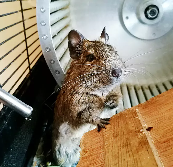 Why Homeowners & Businesses Trust Us Loves Park, IL